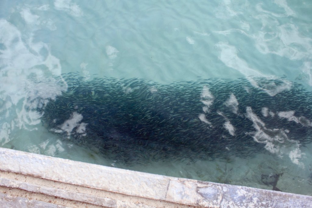 10-A school of small fish near the beach.jpg - A school of small fish near the beach